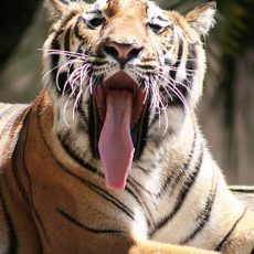 Neura de tigre en Rantampoor